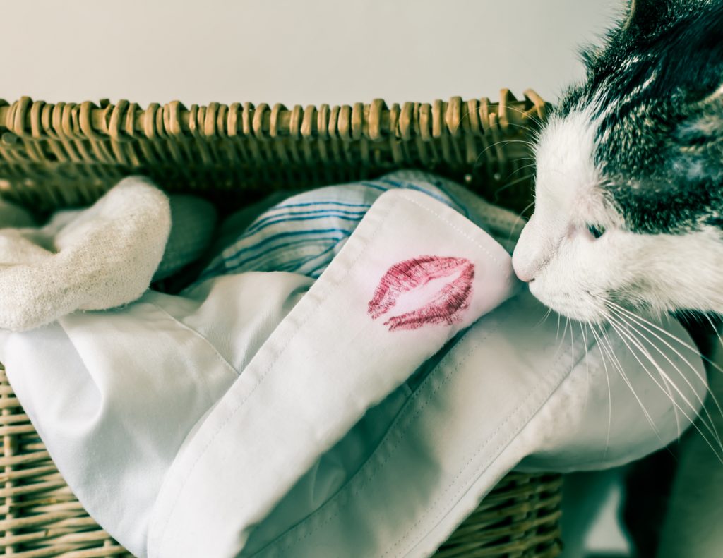 Cat sniffing shirt with lipstick smear